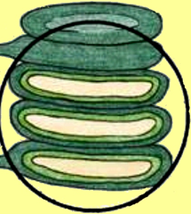 thylakoids thylakoids