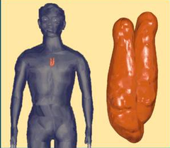 thymus thymus