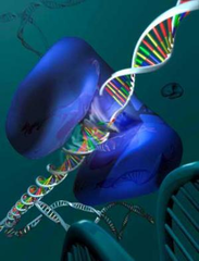 topoisomerase topoisomerase