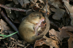 torpor torpor