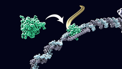 transcription factors transcription factors