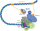 transcription initiation complex transcription initiation complex