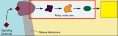 transduction transduction
