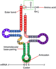 transfer RNA (tRNA) transfer RNA (tRNA)