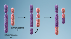 translocation translocation