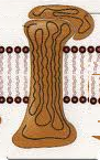 transmembrane proteins transmembrane proteins