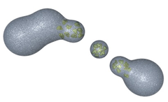 transport vesicles transport vesicles