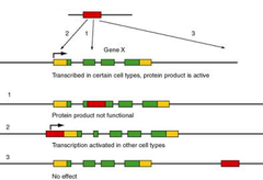 transposable genetic element transposable genetic element