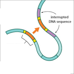transposon transposon