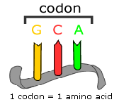 triplet code triplet code