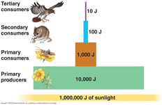trophic efficiency trophic efficiency