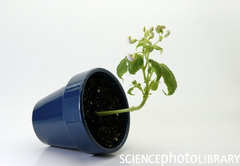 tropism tropism
