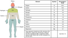 True or False? Carbon, nitrogen, oxygen, hydrogen and calcium are the five most prevalent elements found in the human body. True or False? Carbon, nitrogen, oxygen, hydrogen and calcium are the five most prevalent elements found in the human body.