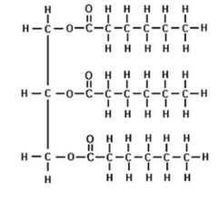 tryiacylglycerol tryiacylglycerol