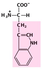 Tryptophan Tryptophan