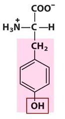 Tyrosine Tyrosine