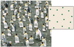 uniform dispersion uniform dispersion