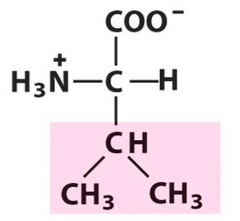 Valine Valine