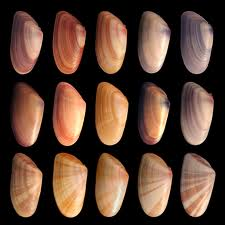 variation variation