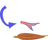 vasoconstriction vasoconstriction