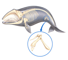vestigial structures vestigial structures