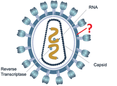 viral envelope viral envelope