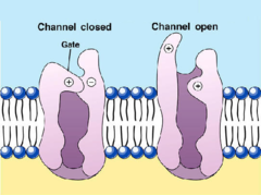 voltage-gated ion channels voltage-gated ion channels