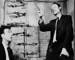 Watson and Crick Watson and Crick