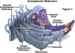 Which cellular compartment or organelle is involved in the synthesis of proteins and lipids? Which cellular compartment or organelle is involved in the synthesis of proteins and lipids?