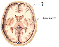 white matter white matter