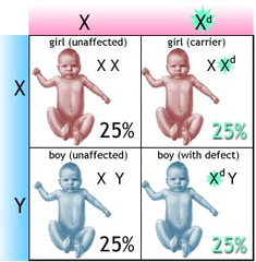 X linked genes X linked genes