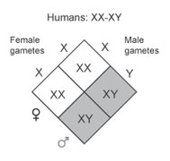 XY system XY system