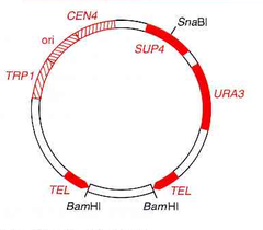 yeast artificial chromosome (YAC) yeast artificial chromosome (YAC)