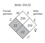 ZW system ZW system