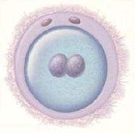zygote zygote